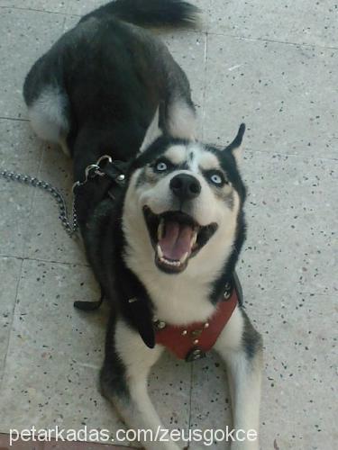 zeus Erkek Sibirya Kurdu (Husky)