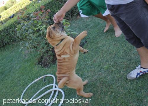 oscar Erkek Çin Shar-Pei