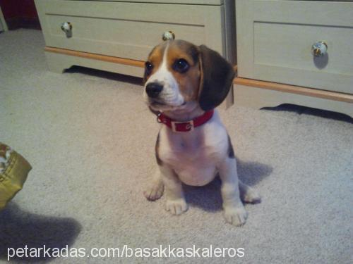 eros Erkek Beagle