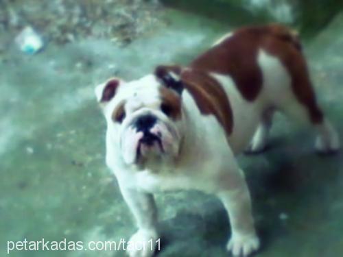 taci Erkek İngiliz Bulldog