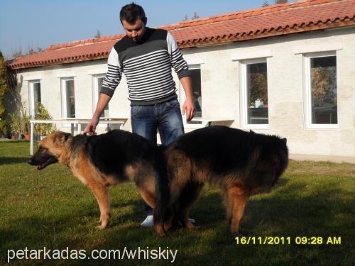 whisky Erkek Alman Çoban Köpeği