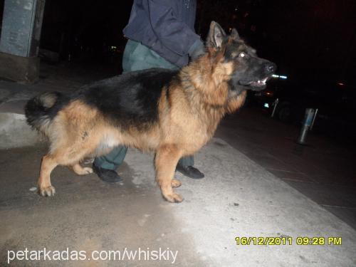 whisky Erkek Alman Çoban Köpeği
