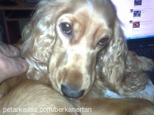 badem Dişi Amerikan Cocker Spaniel