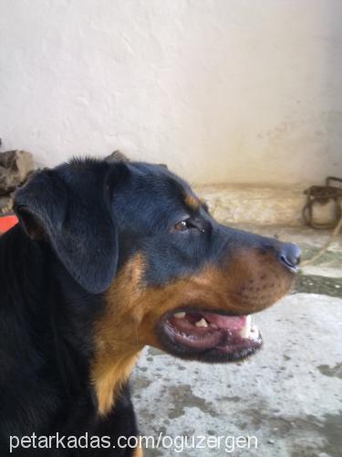 karamel Dişi Rottweiler