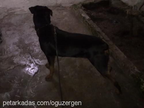 karamel Dişi Rottweiler