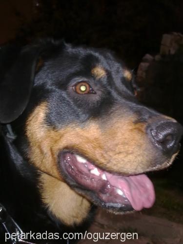 karamel Dişi Rottweiler