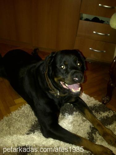 ares Erkek Rottweiler