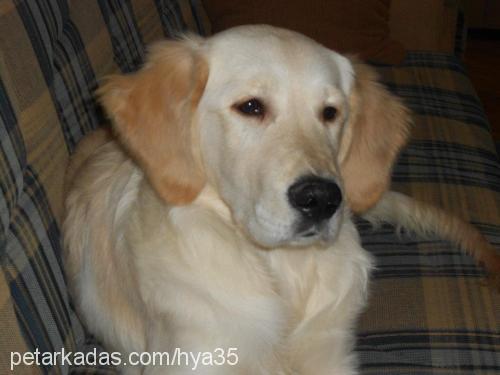 paşa Erkek Golden Retriever