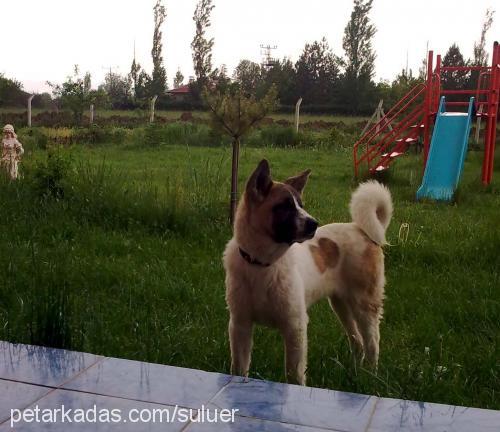 berduş Erkek Akita İnu