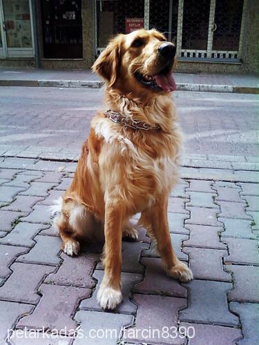 tarçın Erkek Golden Retriever