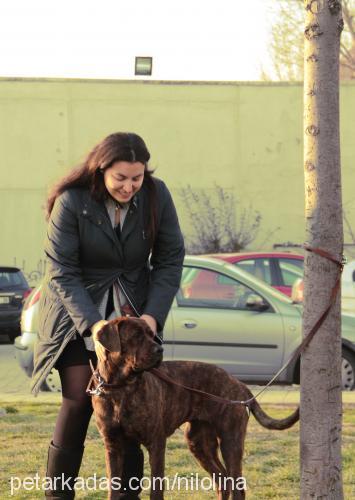 ade Dişi İspanyol Mastiff