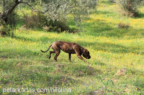 ade Dişi İspanyol Mastiff