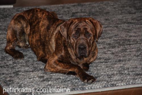 ade Dişi İspanyol Mastiff