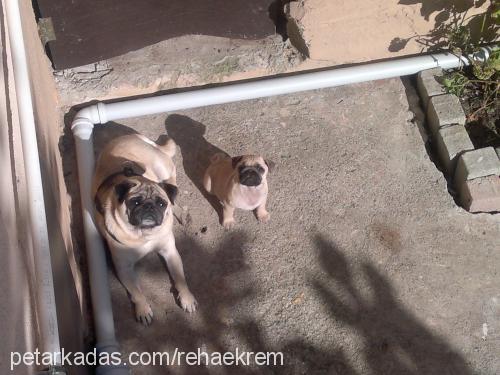 rıfkı Erkek Pug