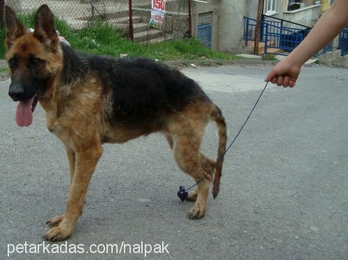 asya Dişi Alman Çoban Köpeği