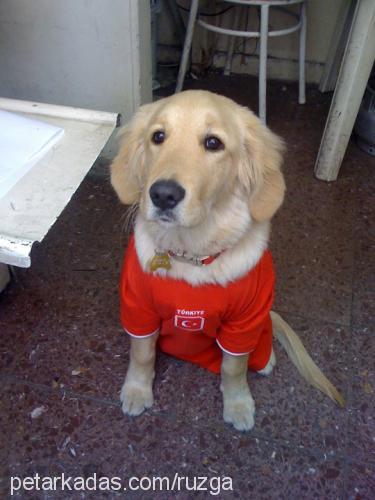 meriç Erkek Golden Retriever