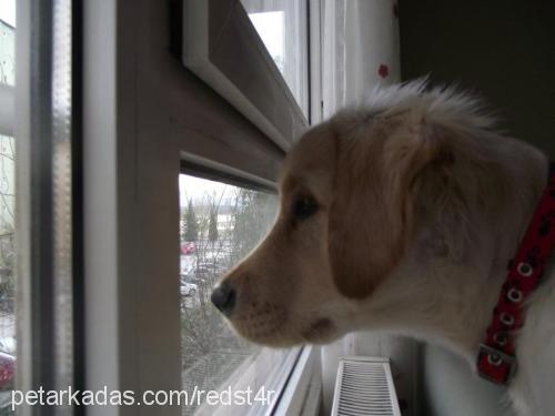 Çakıl Dişi Golden Retriever