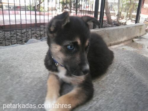 maya Dişi Alman Çoban Köpeği