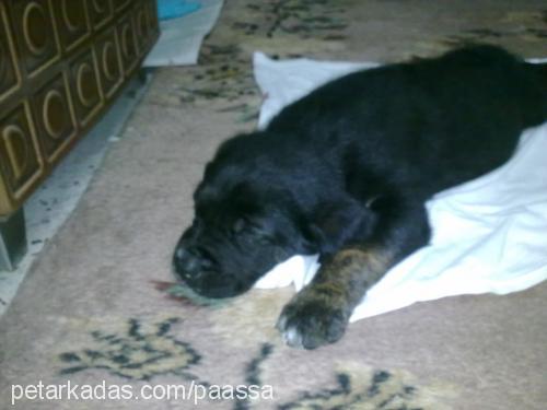 paşa Erkek Labrador Retriever