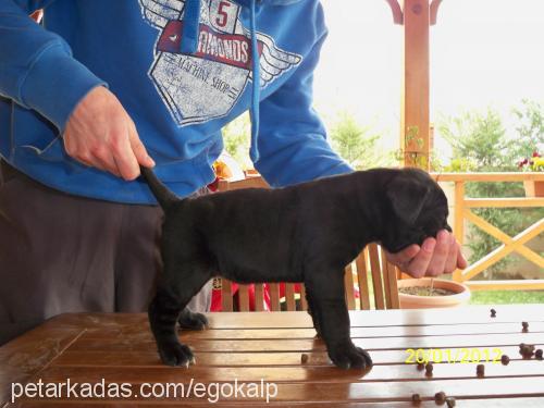 ayaz Dişi Cane Corso Italiano