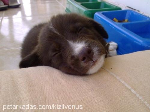 venüs Dişi Border Collie