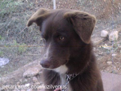 venüs Dişi Border Collie