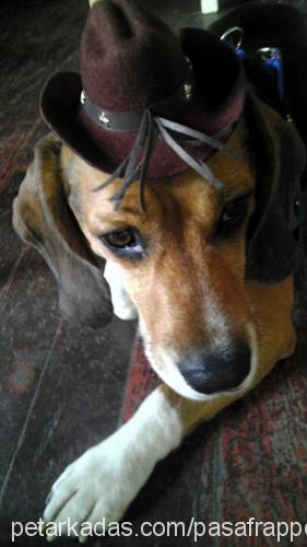 paşa Erkek Beagle