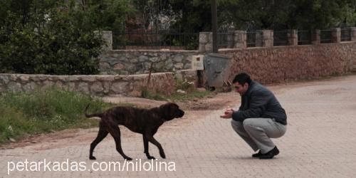 ade Dişi İspanyol Mastiff