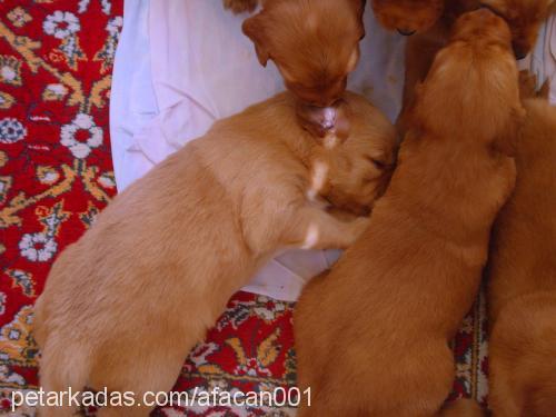 shila Dişi Golden Retriever