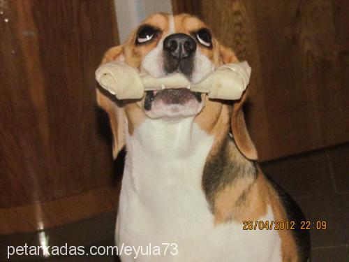 liza Dişi Beagle