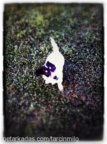 milo Erkek Jack Russell Terrier
