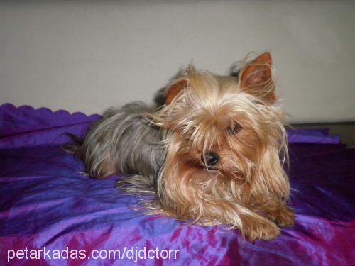 pampiş Dişi Yorkshire Terrier