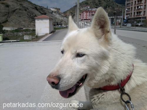 kont Erkek Sibirya Kurdu (Husky)