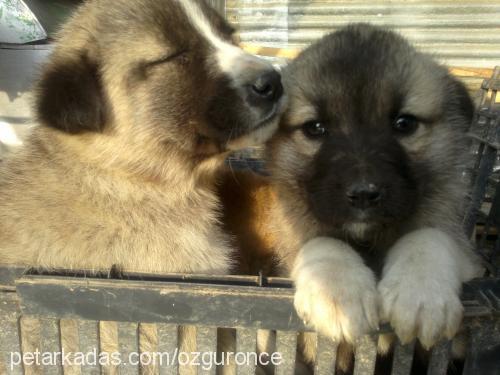 alaşkarakızım Erkek Kangal