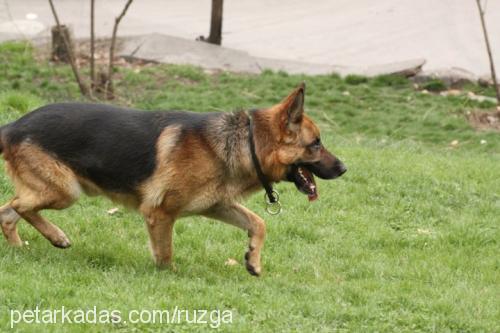 rocky Erkek Alman Çoban Köpeği