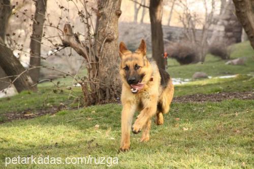 nancy Dişi Alman Çoban Köpeği