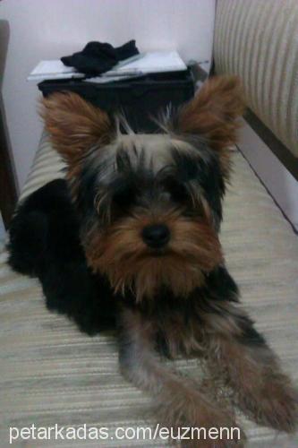 kirby Dişi Yorkshire Terrier