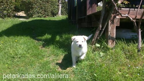 İce Erkek Labrador Retriever