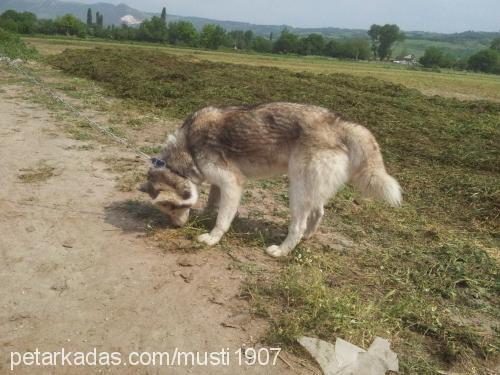 gümüŞ Erkek Sibirya Kurdu (Husky)