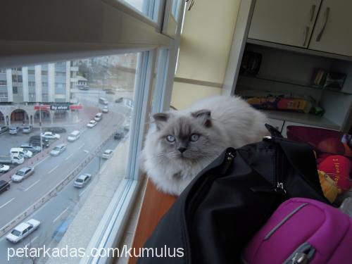 kümülüs Erkek Birman