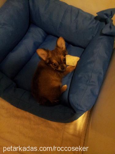 rocco Erkek Chihuahua