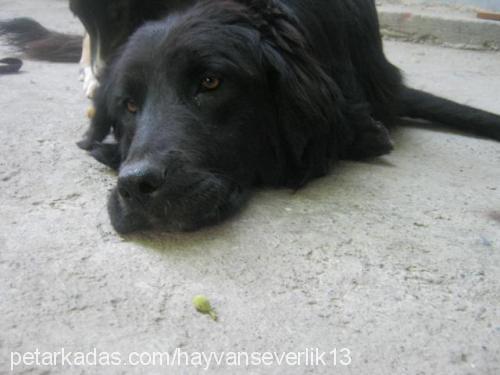 hera Dişi Flat Coated Retriever