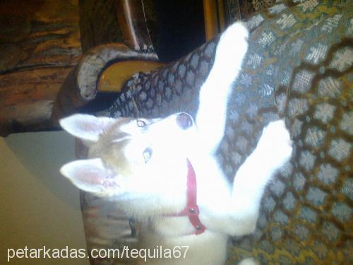 tequila Dişi Sibirya Kurdu (Husky)