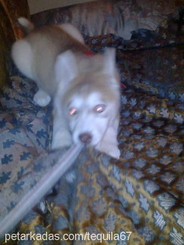 tequila Dişi Sibirya Kurdu (Husky)