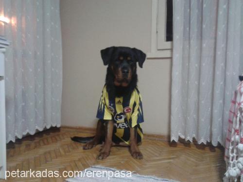 paşa Erkek Rottweiler