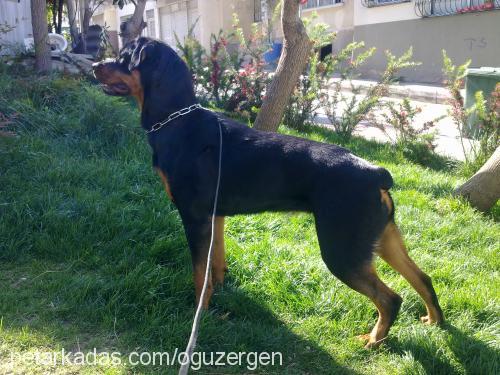 karamel Dişi Rottweiler