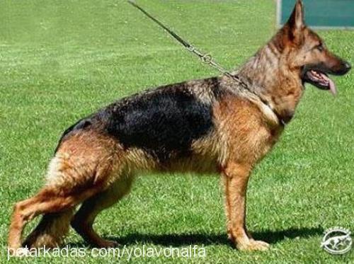 vonalfa Dişi Alman Çoban Köpeği