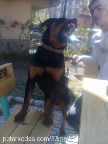 maxlemaximux Dişi Rottweiler