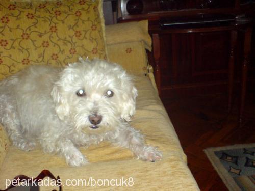 boncuk Dişi West Highland White Terrier