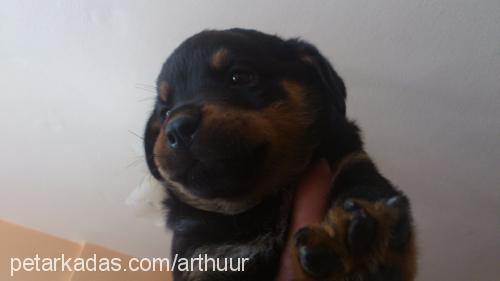 arthur Erkek Rottweiler